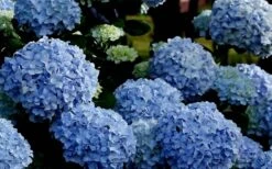 Big Daddy Hydrangea - 1 Gallon Pot -Garden Plant Seeds Hydrangea Big Daddy