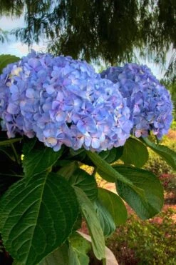 Big Daddy Hydrangea - 1 Gallon Pot -Garden Plant Seeds Hydrangea Big Daddy 500x750 1