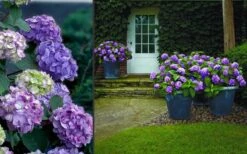 Bloomstruck Endless Summer Hydrangea - 2 Gallon Pot 12 Bloomstruck Endless Summer Hydrangea - 2 Gallon Pot -Garden Plant Seeds Hydrangea Bloomstruck 2
