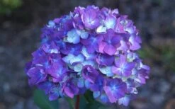 Bloomstruck Endless Summer Hydrangea - 1 Gallon Pot -Garden Plant Seeds Hydrangea Bloomstruck Bloom 1