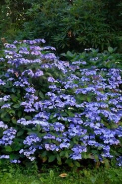 Blue Wave Lacecap Hydrangea - 3 Gallon Pot 15 Blue Wave Lacecap Hydrangea - 3 Gallon Pot -Garden Plant Seeds Hydrangea Blue Wave 1