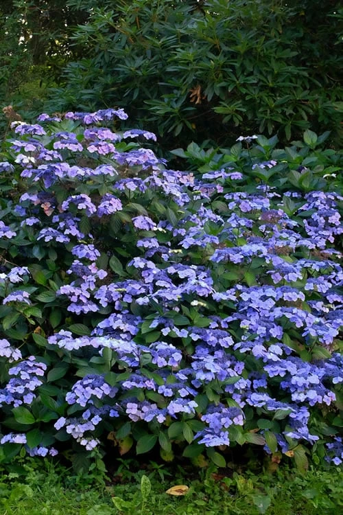 Blue Wave Lacecap Hydrangea - 3 Gallon Pot 8 Blue Wave Lacecap Hydrangea - 3 Gallon Pot - Image 6