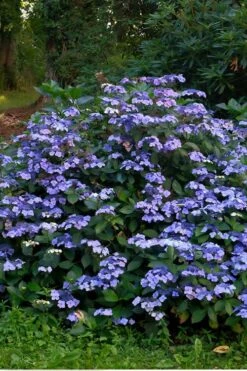 Blue Wave Lacecap Hydrangea - 3 Gallon Pot 13 Blue Wave Lacecap Hydrangea - 3 Gallon Pot -Garden Plant Seeds Hydrangea Blue Wave 3