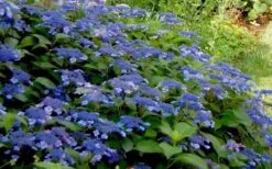 Bluebird Hydrangea - 3 Gallon Pot 9 Bluebird Hydrangea - 3 Gallon Pot -Garden Plant Seeds Hydrangea Bluebird 3