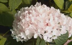Blushing Bride Endless Summer Hydrangea - 1 Gallon Pot -Garden Plant Seeds Hydrangea Blushing Bride 2