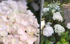 Blushing Bride Endless Summer Hydrangea - 1 Gallon Pot -Garden Plant Seeds Hydrangea Blushing Bride