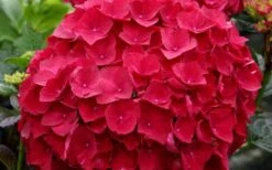 Cardinal Red Hydrangea - 1 Gallon Pot 10 Cardinal Red Hydrangea - 1 Gallon Pot -Garden Plant Seeds Hydrangea Cardinal