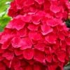 Cardinal Red Hydrangea - 1 Gallon Pot -Garden Plant Seeds Hydrangea Cardinal Red BS