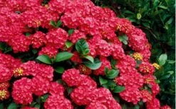 Cardinal Red Hydrangea - 1 Gallon Pot 11 Cardinal Red Hydrangea - 1 Gallon Pot -Garden Plant Seeds Hydrangea Cardinal Shrub In Bloom