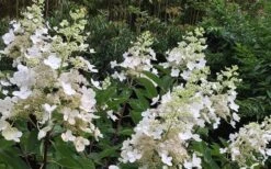 Kyushu Hydrangea - 3 Gallon Pot 17 Kyushu Hydrangea - 3 Gallon Pot -Garden Plant Seeds Hydrangea Chantilly Lace 1