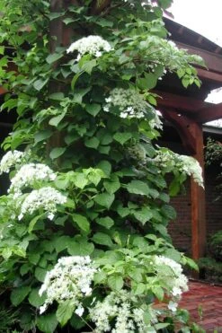 Climbing Hydrangea 'Petiolaris' - 1 Gallon Pot (2.5-3') -Garden Plant Seeds Hydrangea Climbing Petiolaris 10