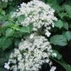 Climbing Hydrangea 'Petiolaris' - 1 Gallon Pot (2.5-3') -Garden Plant Seeds Hydrangea Climbing Petiolaris 11