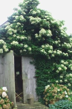 Climbing Hydrangea 'Petiolaris' - 1 Gallon Pot (2.5-3') -Garden Plant Seeds Hydrangea Climbing Petiolaris 15