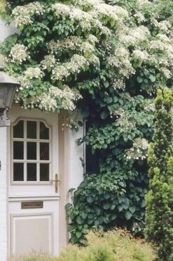 Climbing Hydrangea 'Petiolaris' - 1 Gallon Pot (2.5-3') -Garden Plant Seeds Hydrangea Climbing Petiolaris 17
