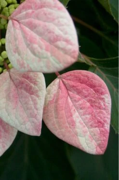 Rose Sensation Pink Climbing Hydrangea Vine - 1 Gallon Pot -Garden Plant Seeds Hydrangea Climbing Rose Sensation 1 1