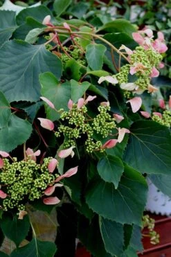 Rose Sensation Pink Climbing Hydrangea Vine - 1 Gallon Pot -Garden Plant Seeds Hydrangea Climbing Rose Sensation 2 1