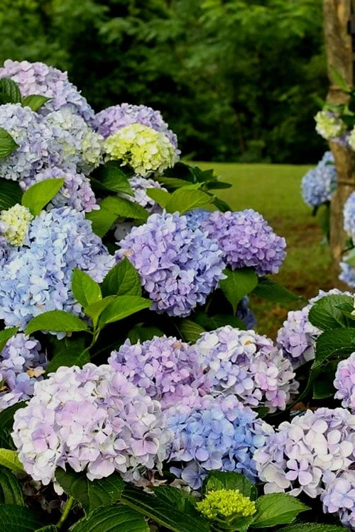 Dear Dolores Hydrangea - 2 Gallon Pot 3 Dear Dolores Hydrangea - 2 Gallon Pot