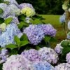 Dear Dolores Hydrangea - 3 Gallon Pot 2 Dear Dolores Hydrangea - 3 Gallon Pot -Garden Plant Seeds Hydrangea Dear Delores 500x750 2