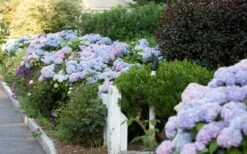 Dear Dolores Hydrangea - 3 Gallon Pot -Garden Plant Seeds Hydrangea Dear Dolores Garden Planting 1