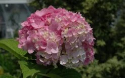 Dear Dolores Hydrangea - 2 Gallon Pot 14 Dear Dolores Hydrangea - 2 Gallon Pot -Garden Plant Seeds Hydrangea Dear Dolores Pink