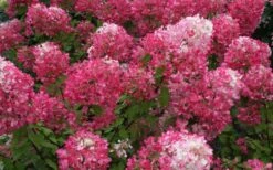 Diamond Rouge Hydrangea - 3 Gallon Pot -Garden Plant Seeds Hydrangea Diamond Rouge 7