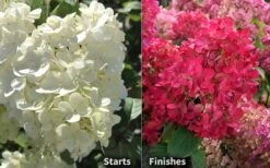 Diamond Rouge Hydrangea - 3 Gallon Pot -Garden Plant Seeds Hydrangea Diamond Rouge 8