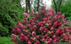 Diamond Rouge Hydrangea - 3 Gallon Pot -Garden Plant Seeds Hydrangea Diamond Rouge5