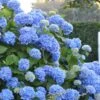 Endless Summer Hydrangea Original - 2 Gallon Pot