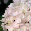 Blushing Bride Endless Summer Hydrangea - 1 Gallon Pot -Garden Plant Seeds Hydrangea Endless Summer Blushing Bride 500x750 1