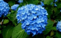Endless Summer Hydrangea Original - 7 Gallon Pot -Garden Plant Seeds Hydrangea Endless Summer Closeup 1