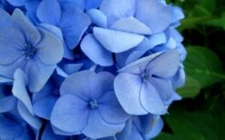 Endless Summer Hydrangea Original - 2 Gallon Pot 14 Endless Summer Hydrangea Original - 2 Gallon Pot -Garden Plant Seeds Hydrangea Endless Summer Closeup 2