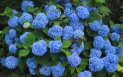 Endless Summer Hydrangea Original - 2 Gallon Pot 13 Endless Summer Hydrangea Original - 2 Gallon Pot -Garden Plant Seeds Hydrangea Endless Summer Closeup 3