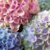 Everlasting Revolution Hydrangea - 3 Gallon Pot -Garden Plant Seeds Hydrangea Everlasting Revolution 1
