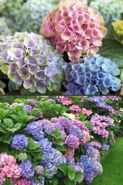 Everlasting Revolution Hydrangea - 3 Gallon Pot 9 Everlasting Revolution Hydrangea - 3 Gallon Pot -Garden Plant Seeds Hydrangea Everlasting Revolution 2