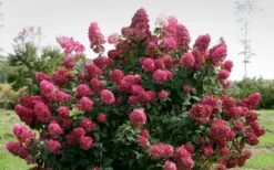 Fire Light Hydrangea - Single Trunk Topiary Tree - 5 Gallon Pot 12 Fire Light Hydrangea - Single Trunk Topiary Tree - 5 Gallon Pot -Garden Plant Seeds Hydrangea Fire Light 1