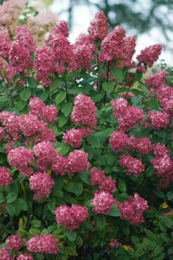 Fire Light Hydrangea - Single Trunk Topiary Tree - 5 Gallon Pot 11 Fire Light Hydrangea - Single Trunk Topiary Tree - 5 Gallon Pot -Garden Plant Seeds Hydrangea Fire Light 2