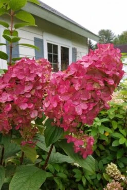 Fire Light Hydrangea - Single Trunk Topiary Tree - 5 Gallon Pot 13 Fire Light Hydrangea - Single Trunk Topiary Tree - 5 Gallon Pot -Garden Plant Seeds Hydrangea Fire Light 3