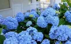 Nikko Blue Hydrangea - 3 Gallon Pot -Garden Plant Seeds Hydrangea Glory Blue Shrub 2 2