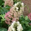 Jetstream Oakleaf Hydrangea - 3 Gallon Pot 1 Jetstream Oakleaf Hydrangea - 3 Gallon Pot -Garden Plant Seeds Hydrangea Jetstream