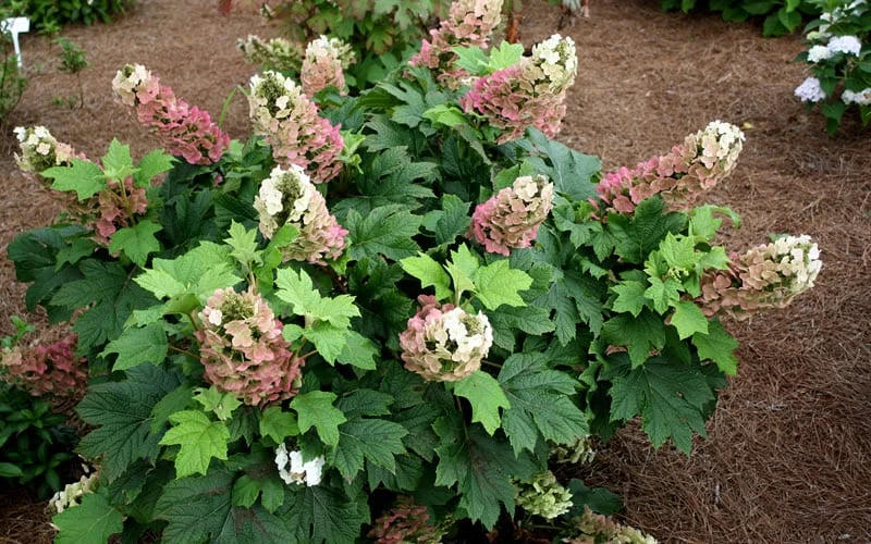 Jetstream Oakleaf Hydrangea - 3 Gallon Pot 6 Jetstream Oakleaf Hydrangea - 3 Gallon Pot - Image 4