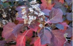 Jetstream Oakleaf Hydrangea - 3 Gallon Pot 11 Jetstream Oakleaf Hydrangea - 3 Gallon Pot -Garden Plant Seeds Hydrangea Jetstream 6