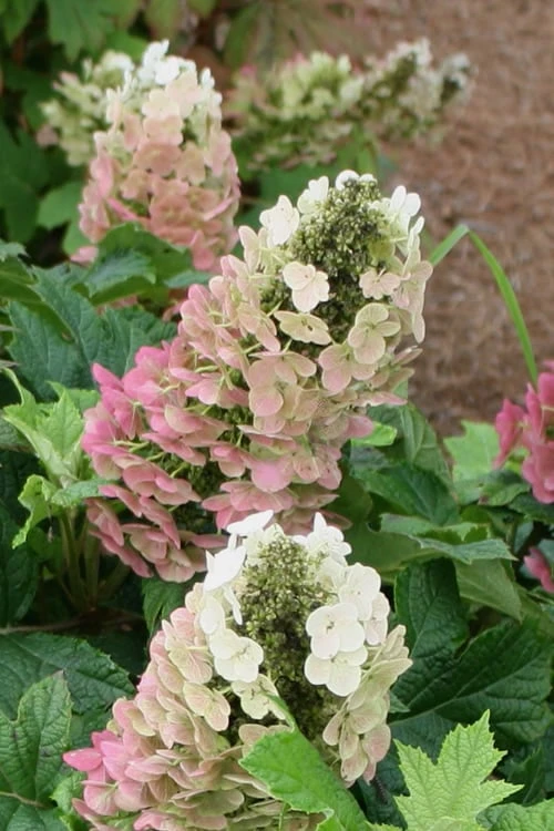 Jetstream Oakleaf Hydrangea - 3 Gallon Pot 3 Jetstream Oakleaf Hydrangea - 3 Gallon Pot