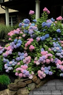 L.A. Dreamin' Hydrangea - 2 Gallon Pot -Garden Plant Seeds Hydrangea LA Dreamin 5