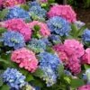 L.A. Dreamin' Hydrangea - 2 Gallon Pot 2 L.A. Dreamin' Hydrangea - 2 Gallon Pot -Garden Plant Seeds Hydrangea LA Dreamin 500x750 1