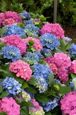 L.A. Dreamin' Hydrangea - 2 Gallon Pot