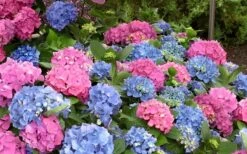 L.A. Dreamin' Hydrangea - 2 Gallon Pot -Garden Plant Seeds Hydrangea LA Dreamin Blooms