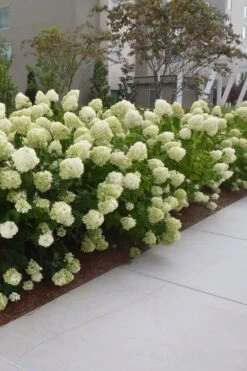 Limelight PeeGee Hydrangea - 1 Gallon Pot 15 Limelight PeeGee Hydrangea - 1 Gallon Pot -Garden Plant Seeds Hydrangea Limelight 20