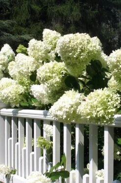 Limelight PeeGee Hydrangea - 1 Gallon Pot 14 Limelight PeeGee Hydrangea - 1 Gallon Pot -Garden Plant Seeds Hydrangea Limelight 21