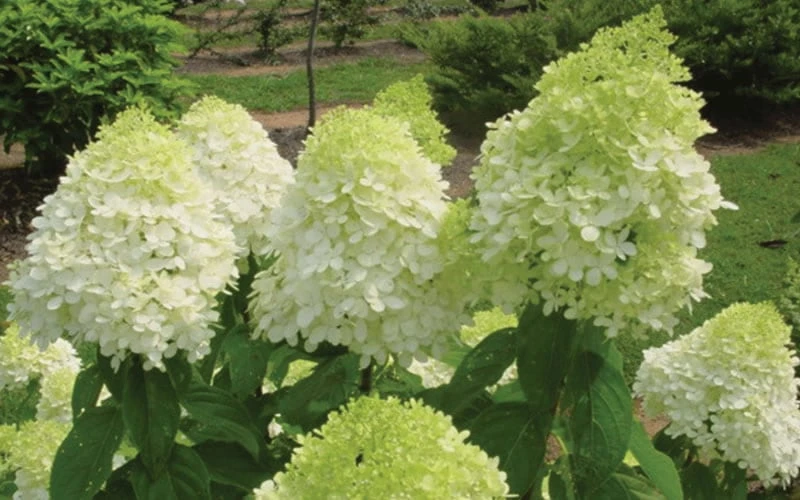 Limelight PeeGee Hydrangea - 1 Gallon Pot 9 Limelight PeeGee Hydrangea - 1 Gallon Pot - Image 7