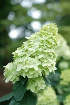 Limelight Prime Hydrangea - 3 Gallon Pot -Garden Plant Seeds Hydrangea Limelight Prime 1